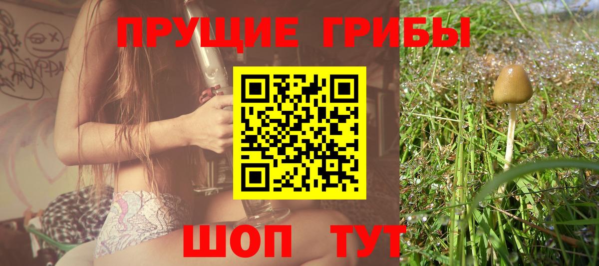 Псилоцибиновые грибы Cubensis  купить закладку  Переславль-Залесский 